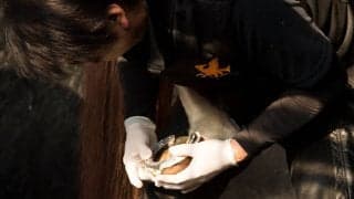 【装蹄師・西内荘コラム】春の気配と、揺れるドバイ遠征