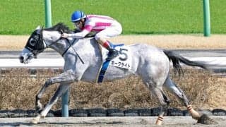 ３戦連続惜敗続き→激変の圧勝劇にＳＮＳ仰天「なんで今まで…」「お手上げ」　中山８Ｒのホークライトが７馬身差Ｖ