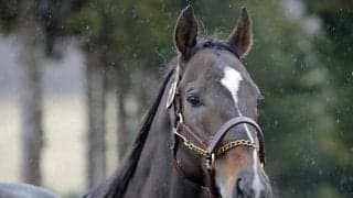 24年フェブラリーS覇者ペプチドナイルがアロースタッドに到着