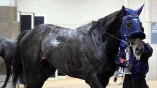 【スプリングＳ・坂本の特注馬】トーン急上昇の良血馬アウダーシア　手塚久調教師「これくらいで権利が取れれば…」