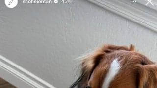 大谷翔平、最新の愛犬デコピンを公開　1位通過決定翌日にまさか…ぬいぐるみ“破壊”か