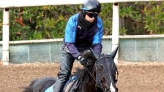 大阪城Ｓで競走中止のニホンピロキーフは安楽死　右第３中手骨粉砕骨折を発症