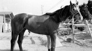 「助けてやって…」４３日間の闘病の末に死んだ名馬テンポイント…供養する神戸の寺院で見た“優しい光景”