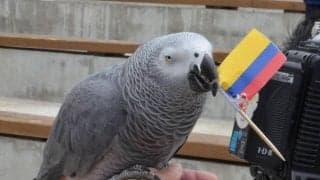 【WBC】那須どうぶつ王国、ヨウムのオリビアによる勝敗予想　チェコ戦、準々決勝の予想は…？