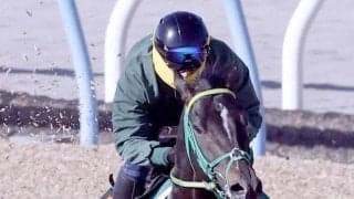 【スプリングＳ】１８００メートルは４戦馬券圏外なしのジーネキング　斎藤誠調教師「１ハロン短くなるのはいい」