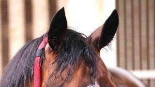 ウマ娘にラヴズオンリーユー＆マルシュロレーヌ登場に「いきなり来やがった」「胸熱」「同時に！」ネットは大盛り上がり　