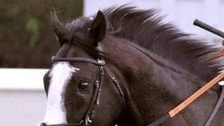 【注目馬動向】アブダビゴールドＣ制覇のシュトラウスは再び海外へ　香港Ｇ１に登録