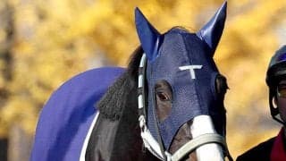 【注目馬動向】ドバイＳＣ見送りのマスカレードボールは大阪杯を回避　香港クイーンエリザベス２世Ｃへ登録