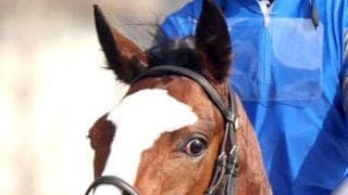 【アネモネ賞】エルフィンＳ２着のベルサンローランは坂路で上昇ムード　陣営「馬が良くなっています」