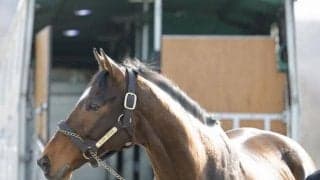 テーオーロイヤルがイーストスタッドに入厩 種牡馬生活へ