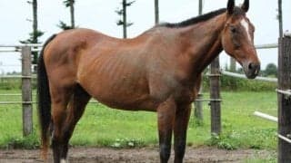 メジロライアン没後10年 横山典騎手とつかんだ最後のVは日経賞