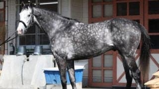 友道厩舎から天皇賞(春)のV候補登場 馬体派記者が飛躍を期待する阪神大賞典出走馬