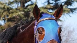 【注目馬動向】京浜盃で重賞連勝を狙うフィンガー　引き続き戸崎圭太騎手　ブルーバードＣで重賞初出走Ｖ