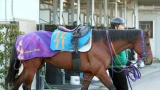 【注目馬動向】金鯱賞７着のディマイザキッドはメトロポリタンＳを視野