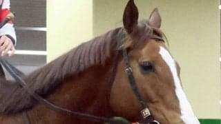 【高知・黒船賞】２８年ぶり地元馬Ｖ目指すウインザナドゥ　打越勇調教師「高知の代表として頑張りたい」