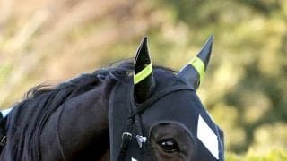 【高松宮記念・ヤマタケの特注馬】先週までの中京は「内有利」　岩田康誠騎手騎乗のペアポルックスが前走経験生かす