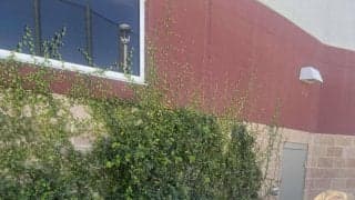 カブス今永昇太　OP戦最終登板５回２失点「土俵際で踏ん張る登板」開幕３戦目の30日先発濃厚