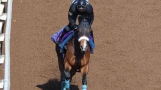 カヴァレリッツォなど、先週の入厩情報/栗東トレセンニュース