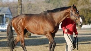 ローレルリバーがビッグレッドファームに到着 24年ドバイWC覇者