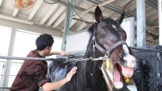 【毎日杯】若葉Ｓ制した僚馬マテンロウゲイルに続く！アルトラムスが重賞Ｖ狙う　野中調教師の想像超えるスピードで成長