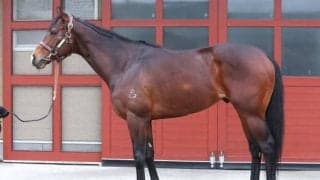 高松宮記念で逃げ切り期待の伏兵とは 馬体派記者が「まさに成長盛り」と絶賛