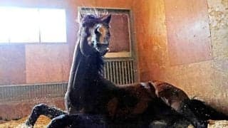 【高松宮記念】デビュー２１日連続万馬券的中ハイパールーキーの穴馬候補は４歳馬レイピア