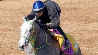 【注目馬動向】フラワーＣ２着ロンギングセリーヌは桜花賞へ　鞍上は引き続き石橋脩騎手