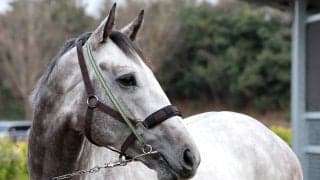 【高松宮記念】Ｇ１初挑戦のララマセラシオンが貫禄の２馬身先着！　大竹調教師「むしろ使って良くなっている」