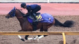 【大阪杯・１週前】栗東滞在のレーベンスティールが軽快な動きを披露　陣営「動かせば１１秒を切るくらいの手応え」