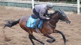 【日経賞】マイユニバースが自分の「庭」で重賞初制覇へ　武幸調教師「少しずつ大人になっています」