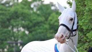 白毛のアイドルホース・ソダシの２番子になる鹿毛の牡馬が誕生「元気な男の子を出産しました！」父はイクイノックス