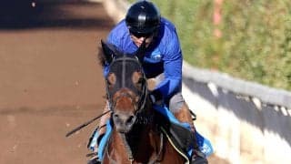 ２０２３年のカペラＳ覇者テイエムトッキュウに左前浅屈腱炎が判明　９か月以上の休養を要する見込み　ＪＲＡ発表