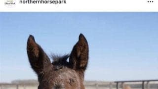 寝る子は育つ！？「誕生からわずか１日で…」驚異の成長見せるフォーエバーヤング全妹の誕生にＳＮＳ歓喜「素晴らしい」