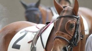 半姉は名牝シンハライト エンベッカが2勝目なるか