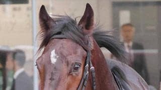 【注目馬動向】京浜盃勝ち馬のロックターミガンは羽田盃に参戦　ポインセチアＳではワンダーディーンに先着