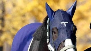 【注目馬動向】クイーンエリザベス２世カップへ向けてマスカレードボールが美浦へ帰厩