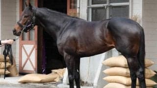 阪神内回りはコーナリングがカギ 馬体派記者が注目した舞台適性◎の大阪杯出走馬は