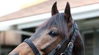 【大阪杯・超ブル診断データ編】高松宮記念で上位独占「おっさん」組より、川田将雅騎手×友道厩舎の４歳馬