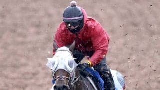 【注目馬動向】２５年毎日杯勝ち馬のファンダムは京王杯スプリングＣが次走の本線