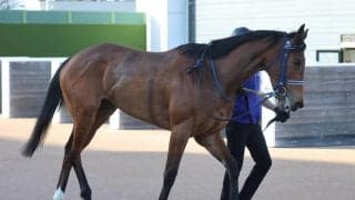 【桜花賞・１週前】アネモネＳ３馬身差Ｖのディアダイヤモンド　手塚久調教師「疲れが取れて、いい雰囲気」