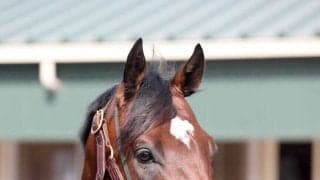 【ダービー卿ＣＴ】馬なりで坂路一番時計タイをマーク「元気いっぱい」　８歳馬タイムトゥヘヴンに戸田調教師も手応え