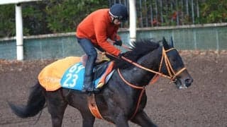 【ダービー卿ＣＴ】初マイルのケイアイセナは好調キープ　平田調教師「前走と同じぐらいの状態にある」