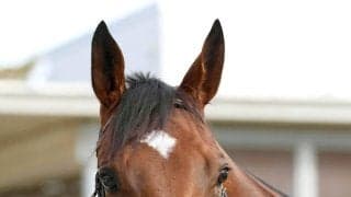 【注目馬動向】２５年牝馬２冠のエンブロイダリー　２６年初戦の阪神牝馬Ｓは引き続きルメール騎手