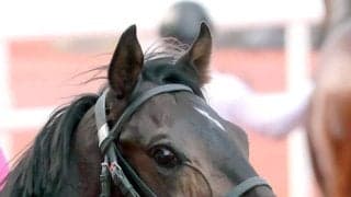 米３冠初戦のケンタッキーダービーへ　ＵＡＥダービー覇者のワンダーディーンが米国到着　陣営「悔いのないように全力でトライ」