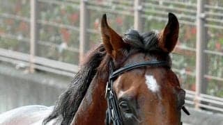 【注目馬動向】アーモンドアイの初子アロンズロッド　明石特別の鞍上は引き続きルメール騎手