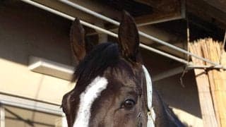 【クイーンエリザベス２世Ｃ】不安吹き飛ばす動き！ルメール騎手と海外初遠征のマスカレードボールが帰厩後初時計