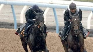 【皐月賞・２週前】報知杯弥生賞２着のライヒスアドラーは軽めの併入　上原佑調教師「一回使って良くなっています」