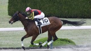 【阪神1R】ジャスティファイ産駒 ペトリコールが快勝