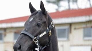 ナムラクレアが谷川牧場に到着 初年度はイクイノックスを配合予定