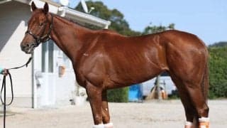 2歳女王は冬を越してパワーアップ 桜花賞に向けて馬体派記者も太鼓判